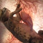 15 fotos incríveis de animais no ventre materno